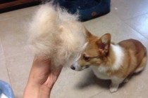 【宠物的养护小妙招】两个月的柯基掉毛太多，柯基掉毛到处都是