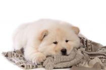 松狮感冒比较严重吗，松狮感冒怎么办，松狮感冒吃什么中药