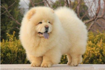 松狮泪痕如何消除,如何给松狮清除泪痕