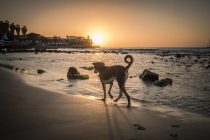 狗狗的身上异味挺大，能够 从这6个层面处理，铲屎官们一定要个人收藏