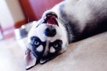 四个月哈士奇拉稀恶心呕吐,4个大的哈士奇腹泻又恶心呕吐