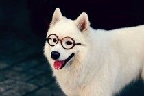 【养宠物心得分享】十五年的狗流鼻涕是感冒发烧吗