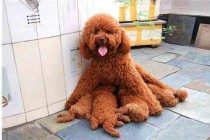 【养宠物心得分享】泰迪一直尿一点该怎么办，泰迪尿一点有方法处理吗