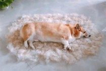 【养宠物心得分享】柯基掉很多毛一抓就是一把，狗狗掉很多毛该吃什么能好