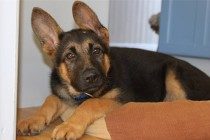 【养宠物 心得分享 】德牧拉肚子几日 能好,德牧拉肚子关键 吗