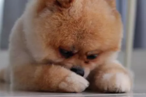 小狗冲着你骑跨?你掌握它一些个人行为身后的实际意义吗?没你要这么简单