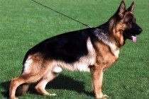 【养宠物心得分享】德牧毛色很浅该怎么办，德牧的毛色变浅了