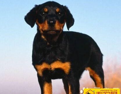 罗威纳犬性格 聪明懂事且对主人绝对忠诚