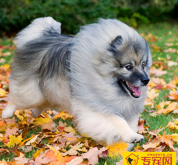 荷兰毛狮犬聪明吗 智商排名第十六位