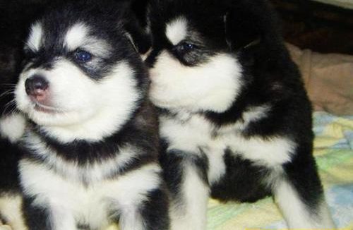 阿拉斯加雪橇犬性格 对人友好的聪明狗狗