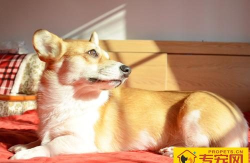 柯基犬的性格特点 以及它的外貌特征