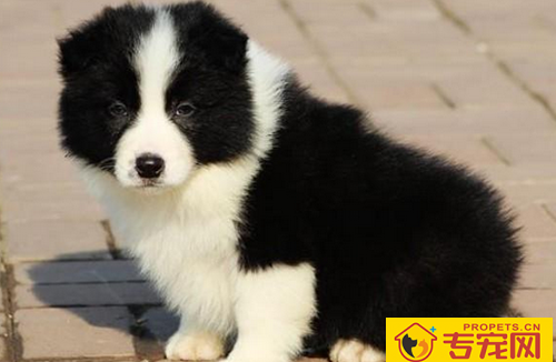 犬类智商排名 在狗宠中边境牧羊犬排第一