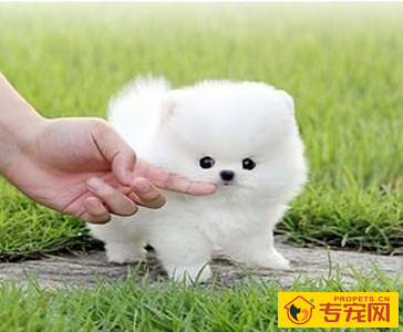 俊介犬好养吗 俊介是博美犬的一种