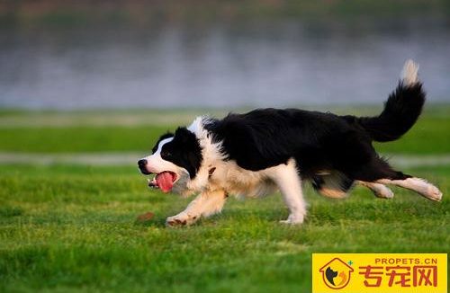边境牧羊犬有多聪明 不需要训练的狗狗