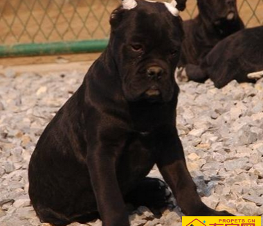 卡斯罗犬的智商 有着十分稳定的性格