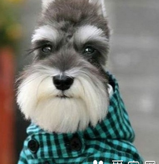 雪纳瑞怎么看纯不纯 分辨该犬外型特点