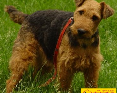 威尔士梗的性格 该犬喜欢与人玩耍