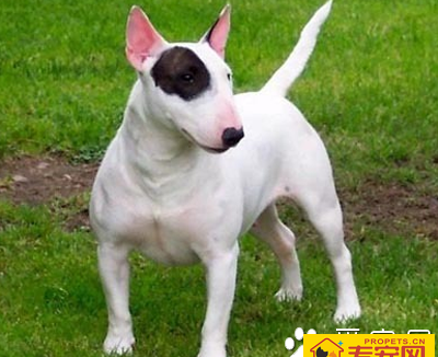 凶猛的小型犬 小型犬大多性格温顺