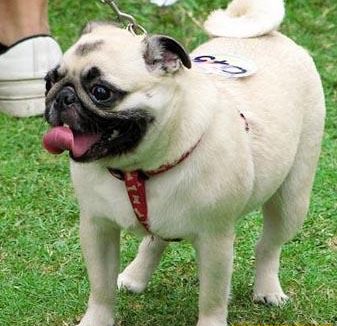 巴哥犬性格 看看温顺的它是否是你的选择呢