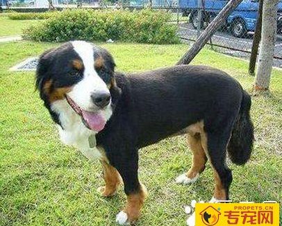 大瑞士山地犬的特点 该犬精力充沛