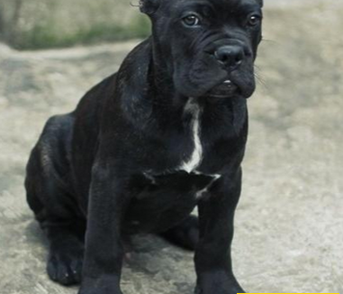 卡斯罗犬的寿命 最长能活十二来年