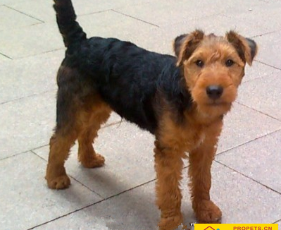 威尔士梗的形态特征 该犬自信而警惕