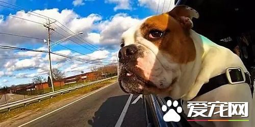 狗狗项圈、胸背带、牵引绳该如何选择  狗狗项圈的使用方法与选购原则