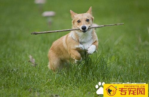 如何纠正小狗的坏习惯  纠正狗狗坏习惯训练方法