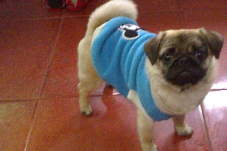 巴哥犬的性格?性格温和的它是你的选择吗?