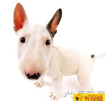 牛头梗智商 天资聪颖是比较聪明的梗犬