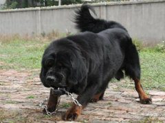 母藏獒最佳配种时间是什么时候