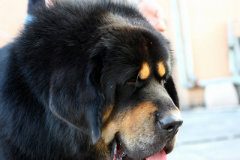 母藏獒发情期的症状表现