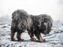 如何选择优秀健壮的种公藏獒