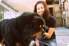 母藏獒发情后的日常管理