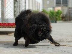 藏獒的产前准备及产前征兆