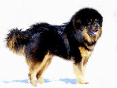 你知道藏獒的生产过程吗