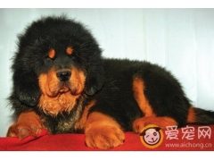 如何照顾刚出生的藏獒幼犬