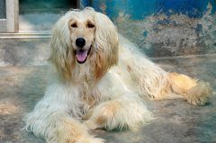 阿富汗猎犬多少钱一只