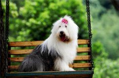 多乐士广告狗是什么狗