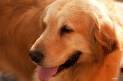 怎么训练金毛捡东西