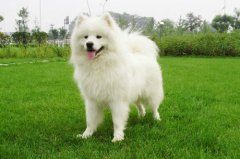 萨摩犬吃什么长得快