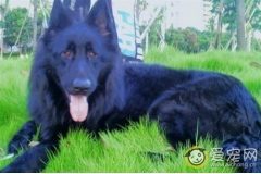 黑熊狗的饲养方法