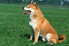 日本秋田犬好养吗