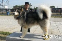 阿拉斯加犬好养吗 网友经验分享