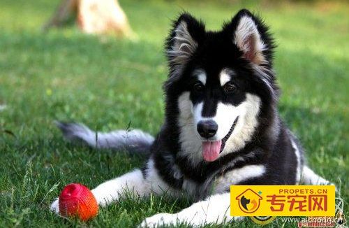 阿拉斯加犬性格怎么样