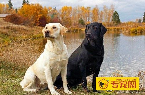拉布拉多犬好养吗 网友告诉你