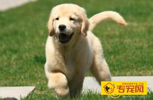 金毛犬的性格你了解多少