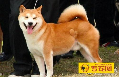 秋田犬性格怎么样