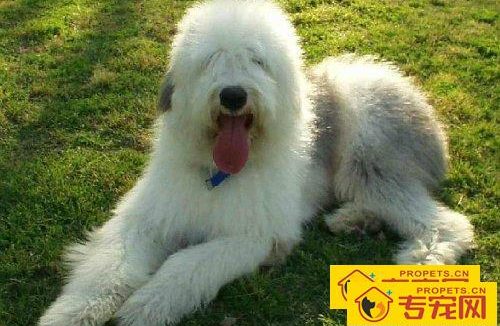 古牧犬好养吗 怎么养好古牧犬