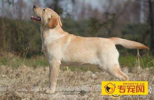 拉布拉多犬性格优缺点